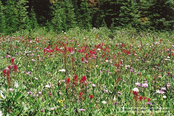 Field of Paintbrush