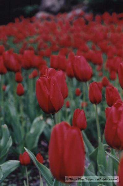 Field of Tulip 