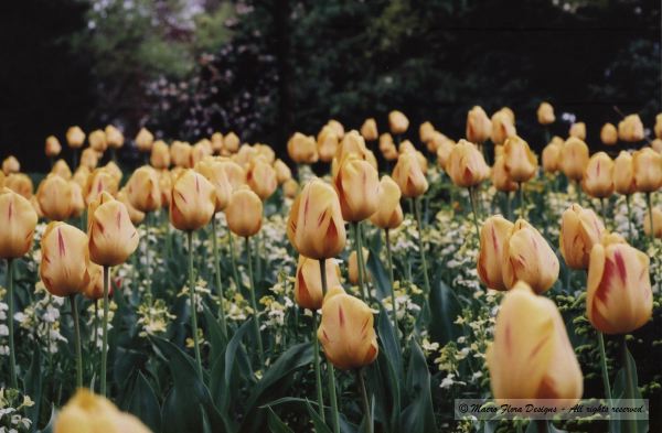 Field of Tulips
