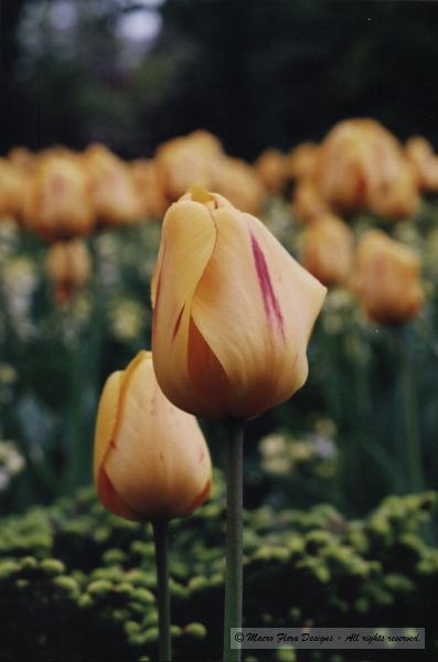 Field of Tulips