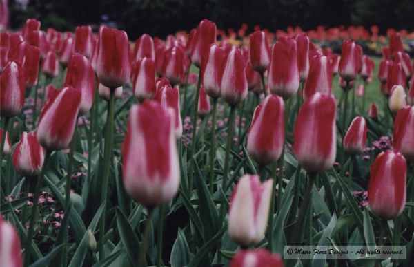 Field of Tulips