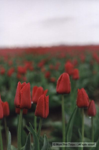 Field of Tulips 