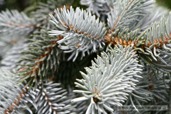 Fir Needles