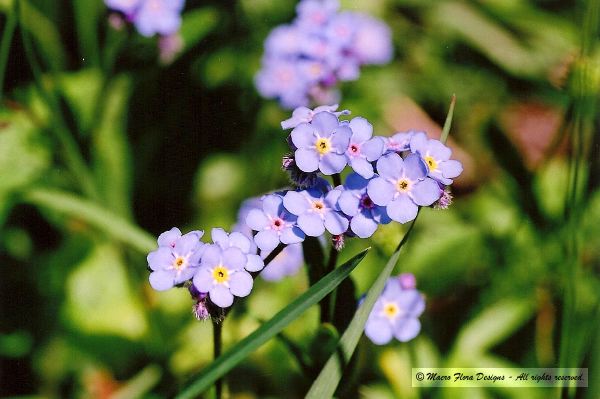 Forget-me-not