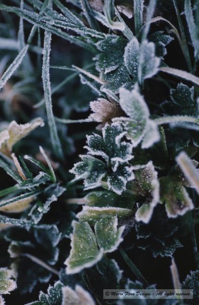 Frozen leaves