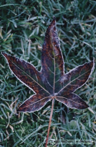 Frozen Maple Leaf