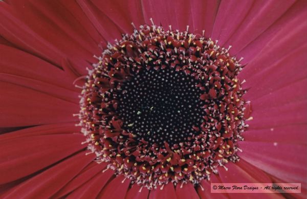 Gerber Daisy