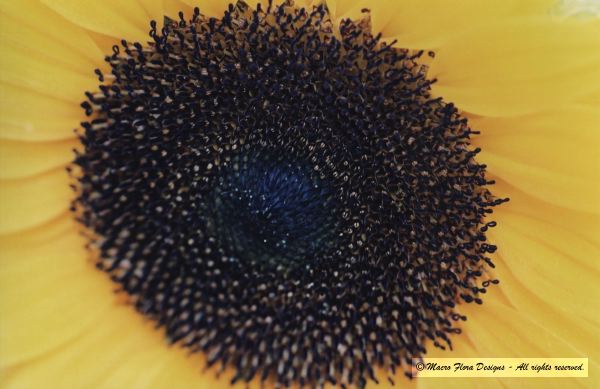Gerber Daisy
