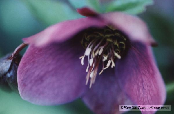 Helleborus