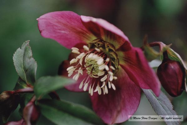 Helleborus