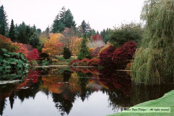 Fall Colors