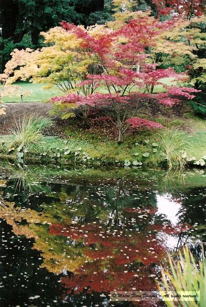 Fall Colors in Reflection