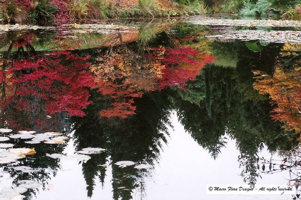 Fall Colors in Reflection 