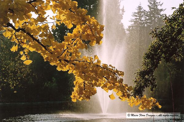 Fountain