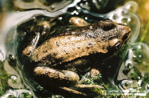 Frog