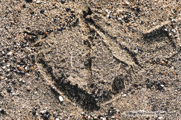 Gull Print