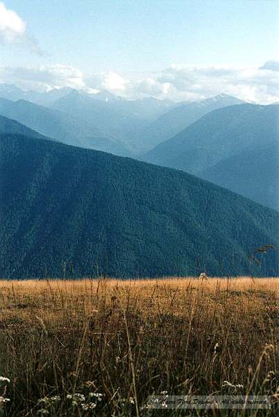 Hurricane Ridge