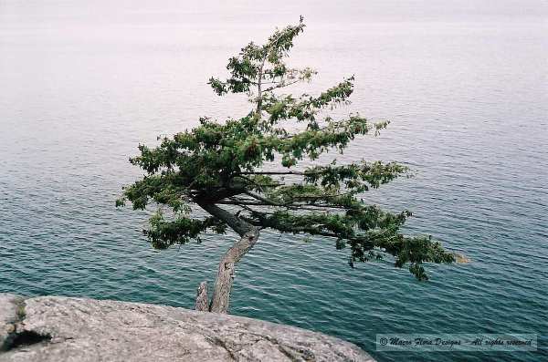Lone Tree 