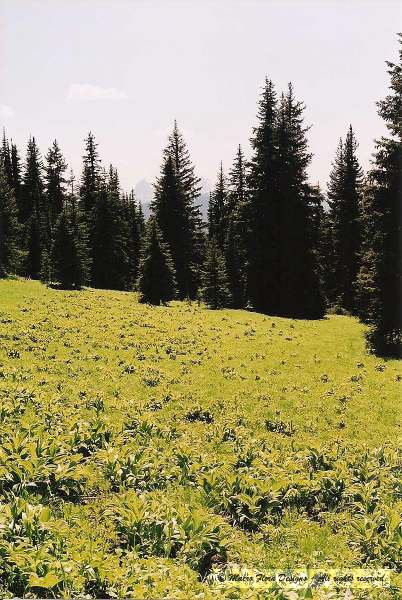 Manning Park Alpine