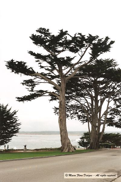 Monteray Cypress