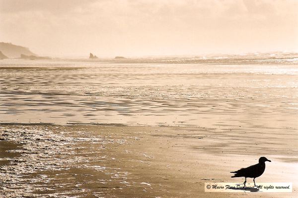 Oregon Coast