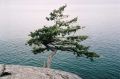 Lone Tree 