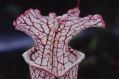Bog Plant