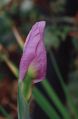 Iris Bud