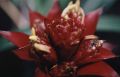 Bromelia