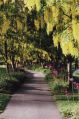 Labernum Walk