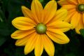 Yellow Dahlias
