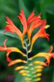 Crocosmia